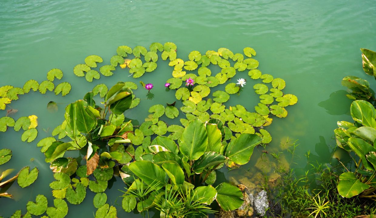 Diadem Lake_pond_7